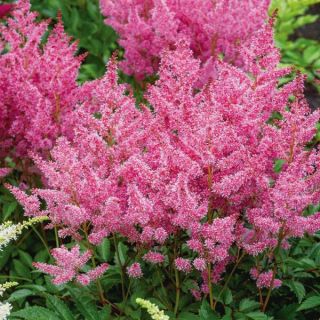 Perfect Day Astilbe Thumbnail